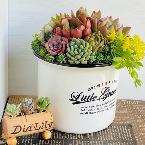 そのまま飾れる】多肉植物 寄せ植え ..＊ 17 ＊.. 多肉植物 Dia Lily