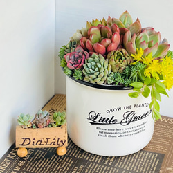 そのまま飾れる】多肉植物 寄せ植え ..＊ 17 ＊.. 多肉植物 Dia Lily