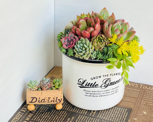 ❤️専用❤️多肉植物❤️そのまま飾れる寄せ植え❤️❤️ そのまま飾れる】多肉植物 寄せ植え ..＊ 17 ＊.. 多肉植物 Dia