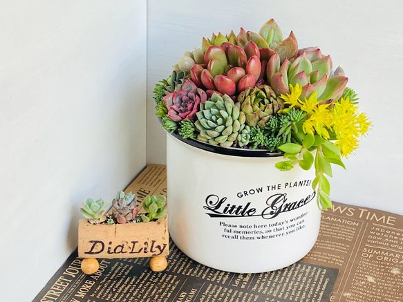 壁掛け❤️☆寄せ植え☆このまま飾れます☆多肉植物 ❤️壁掛け