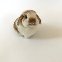 えみりさま確認用 羊毛フェルト オーダー「リアルで可愛いうさぎちゃん」ロップイヤ えみりさま確認用 羊毛フェルト オーダー「リアルで可愛いうさぎちゃん
