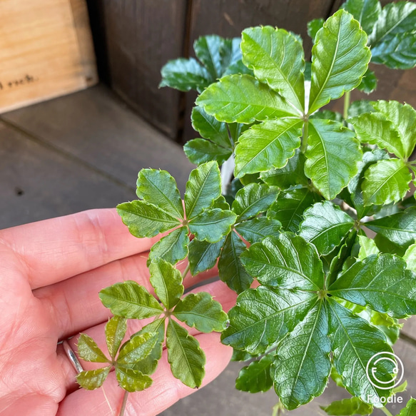 シュガーバイン　苗　涼しげ&フレッシュ　園芸　ガーデン　観葉植物 6枚目の画像