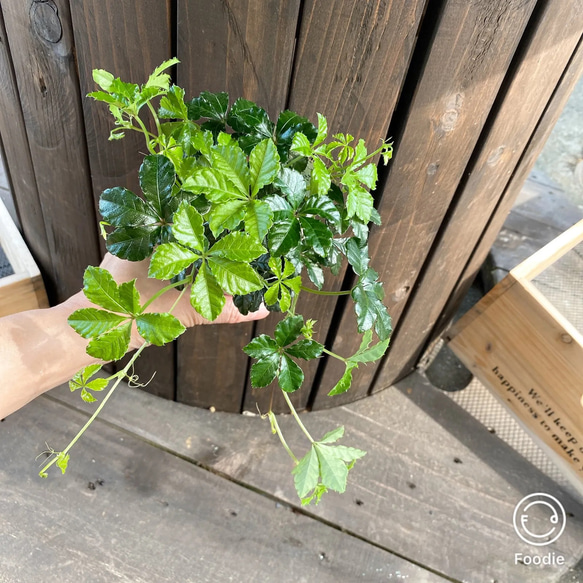 シュガーバイン　苗　涼しげ&フレッシュ　園芸　ガーデン　観葉植物 7枚目の画像