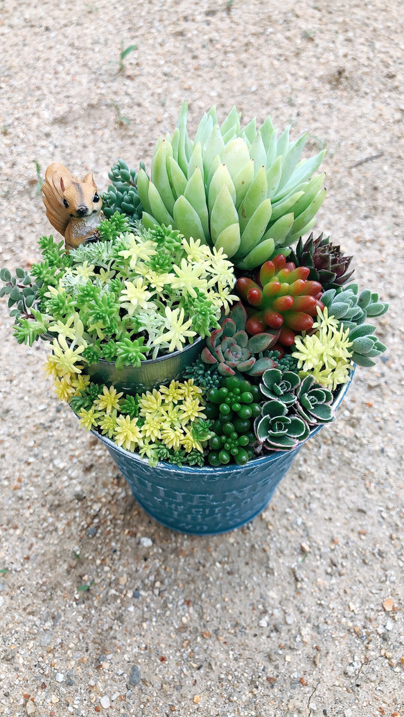 森の世界へ〜 多肉植物寄せ植え 多肉植物 多肉寄せ植え 多肉植物 ann
