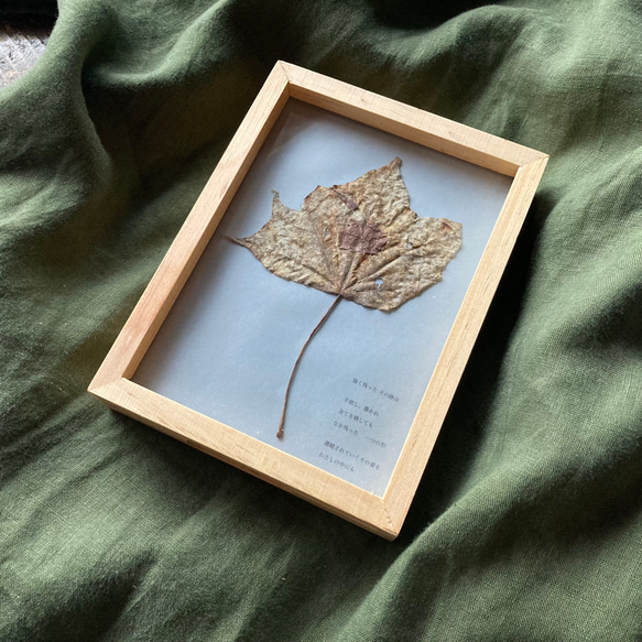 errer ガラスドーム 標本 ハーバリュウム 植物標本 アンティーク errer ガラスドーム 標本 ハーバリュウム 植物標本 アンティーク