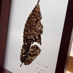 ガラスのドライ植物標本【枯葉】no.12 5枚目の画像