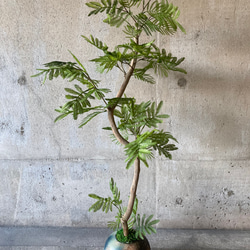 光触媒　人工観葉植物　ウォールグリーン　フェイク　フラワー　エバーフレッシュ 1枚目の画像