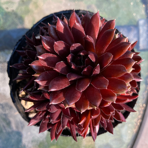 多肉植物 大きめ苗 コーラルレッド センペルビブム 多肉植物 大きめ苗 コーラルレッド センペルビブム