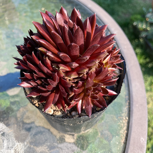 多肉植物 大きめ苗 コーラルレッド センペルビブム センペルビウム