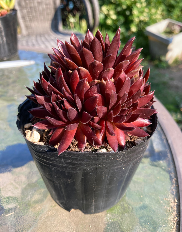 若葉 赤系名無し センペルビウム 多肉植物 抜き苗 根付き sold 多肉植物 抜き苗 元気苗 多肉植物 センペルビウムセット