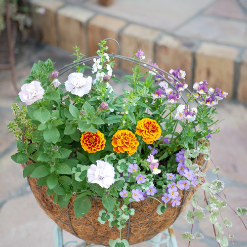 心に寄り添う 寄せ植え 壁掛け可能 自力可能 バスケット 夏のビタミン
