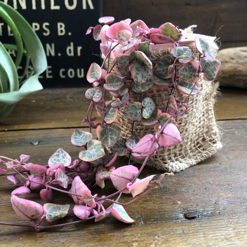 レディーハート♡斑入りハートカズラ♡多肉植物♡垂れ下がり アート