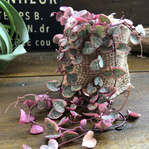 レディーハート♡斑入りハートカズラ♡多肉植物♡垂れ下がり アート