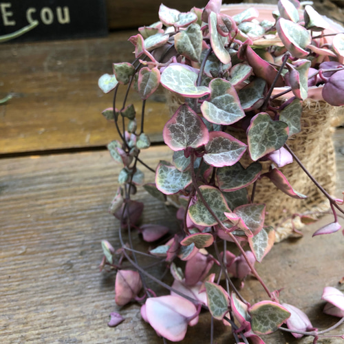 レディーハート♡斑入りハートカズラ♡多肉植物♡垂れ下がり アート