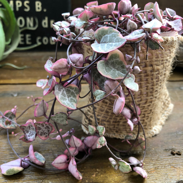 レディーハート♡斑入りハートカズラ♡多肉植物♡垂れ下がり 人造花