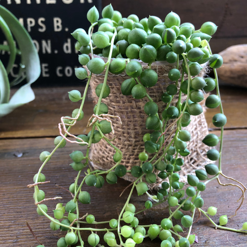 グリーンネックレス♡垂れ下がり♡可愛い多肉植物♡ アートフラワー