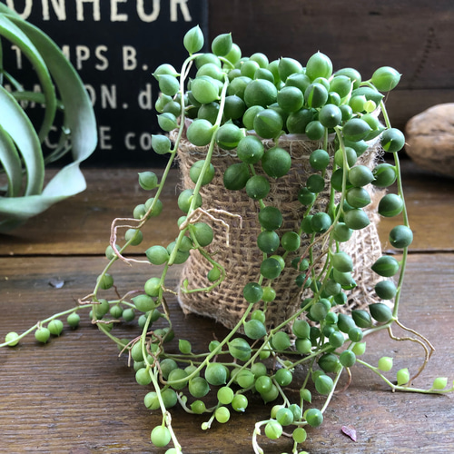 50番 グリーンネックレス 多肉植物 抜き苗 ¥500 楽天市場】グリーン