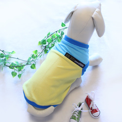 犬服　メッシュ切替タンクトップ(ブルーイエロー) 4枚目の画像