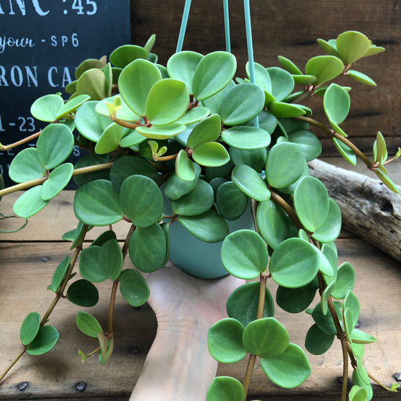 吊り下げフック付き♡ホープ♡ペペロミア♡観葉植物♡ 8枚目の画像