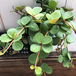 吊り下げフック付き♡ホープ♡ペペロミア♡観葉植物♡ 12枚目の画像