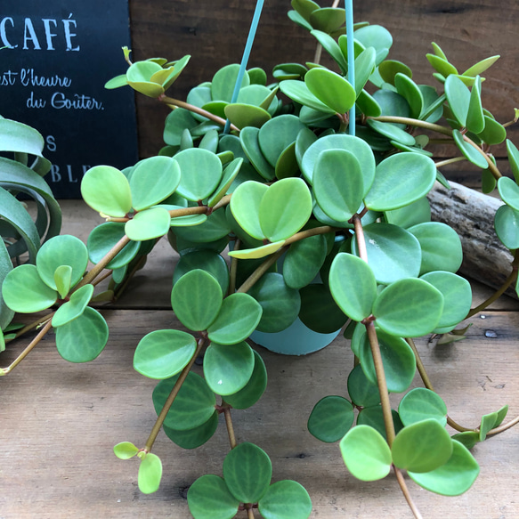 吊り下げフック付き♡ホープ♡ペペロミア♡観葉植物♡ 1枚目の画像