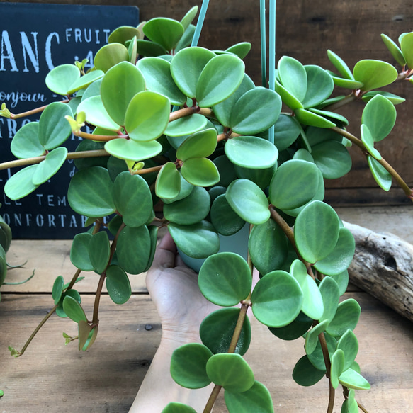 吊り下げフック付き♡ホープ♡ペペロミア♡観葉植物♡ 6枚目の画像