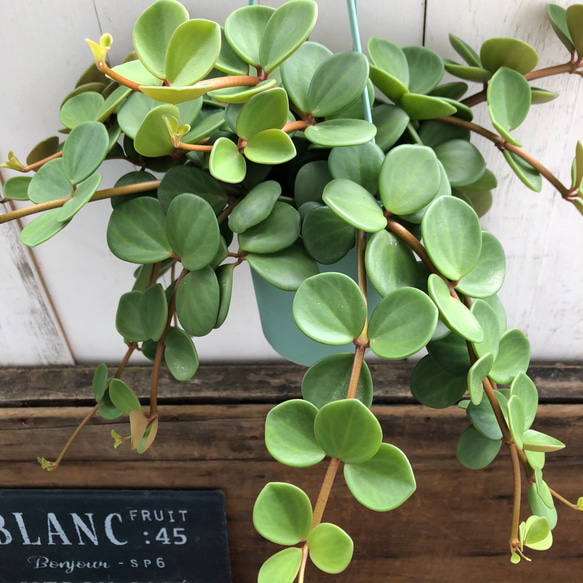 吊り下げフック付き♡ホープ♡ペペロミア♡観葉植物♡ 7枚目の画像