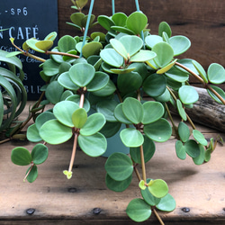 吊り下げフック付き♡ホープ♡ペペロミア♡観葉植物♡ 10枚目の画像