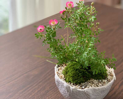 【最安値】サービス品　ノイバラ 小型盆栽 陶器鉢 苔使用 最安値】サービス品 ノイバラ 小型盆栽 陶器鉢 苔使用 最安値