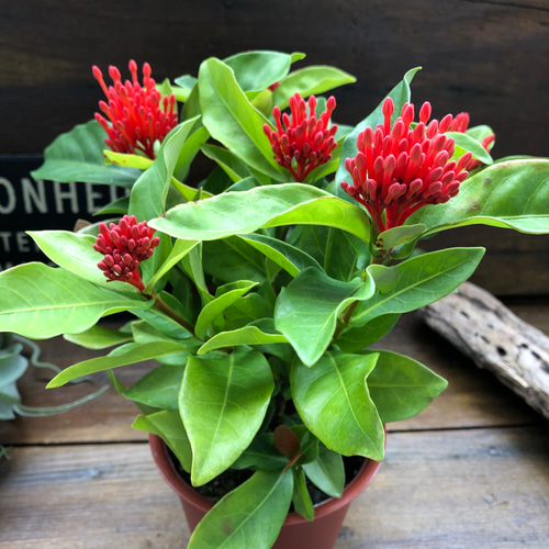 ✨✨✨サンダンカ【涼盆栽◎美らさん】検/三段花/美株品/サービス品 ✨✨✨サンダンカ【涼盆栽◎美らさん】検/三段花/美株