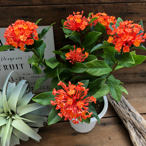 刺繍のような花♡サンタンカ♡美しい♡ガーデニング♡観葉植物