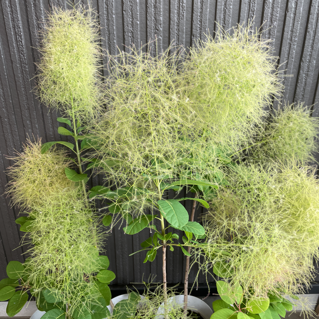 スモークツリー 苗 グリーン 花付き 苗木 ドライフラワー 森の