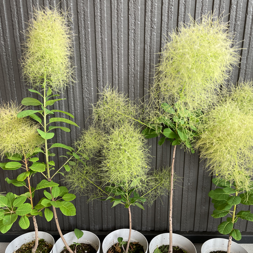 スモークツリー(サチ) スモークツリー 白花 接木 6寸鉢 | すべての商品 | 橋本種苗園