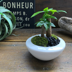 ホワイト♡癒しの森♡パキラの苔庭♡白陶器鉢♡観葉植物♡ 13枚目の画像