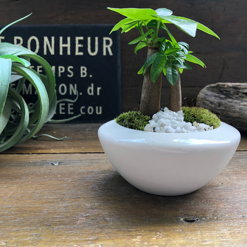 ホワイト♡癒しの森♡パキラの苔庭♡白陶器鉢♡観葉植物♡ アート