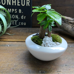 ホワイト♡癒しの森♡パキラの苔庭♡白陶器鉢♡観葉植物♡ 11枚目の画像