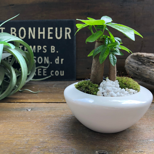 ホワイト♡癒しの森♡パキラの苔庭♡白陶器鉢♡観葉植物♡ アート