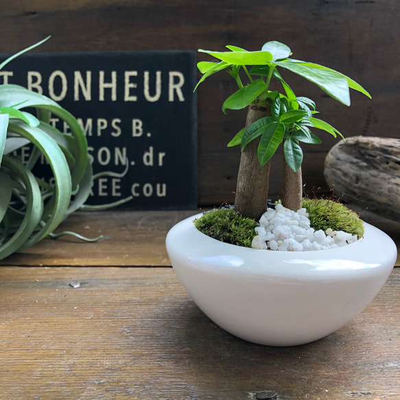 ホワイト♡癒しの森♡パキラの苔庭♡白陶器鉢♡観葉植物♡ 12枚目の画像