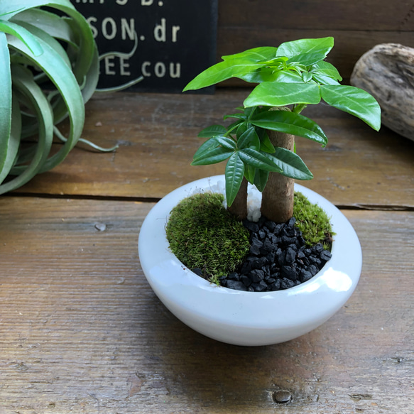 ホワイト♡癒しの森♡パキラの苔庭♡白陶器鉢♡観葉植物♡ 4枚目の画像