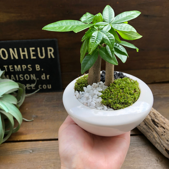 ホワイト♡癒しの森♡パキラの苔庭♡白陶器鉢♡観葉植物♡ 9枚目の画像