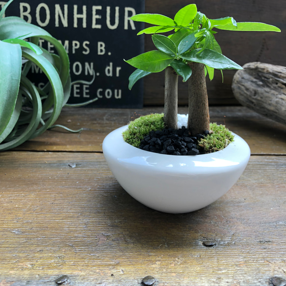 ホワイト♡癒しの森♡パキラの苔庭♡白陶器鉢♡観葉植物♡ 6枚目の画像