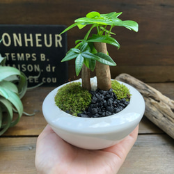 ホワイト♡癒しの森♡パキラの苔庭♡白陶器鉢♡観葉植物♡ 10枚目の画像