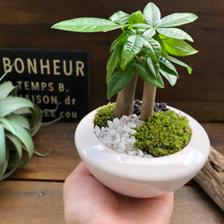 ホワイト♡癒しの森♡パキラの苔庭♡白陶器鉢♡観葉植物♡ 17枚目の画像