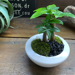 ホワイト♡癒しの森♡パキラの苔庭♡白陶器鉢♡観葉植物♡ 8枚目の画像