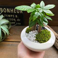 ホワイト♡癒しの森♡パキラの苔庭♡白陶器鉢♡観葉植物♡ 3枚目の画像