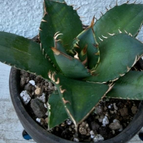 チタノータ 農大No.1 アガベ 多肉植物 サザンサボ 通販 13993585
