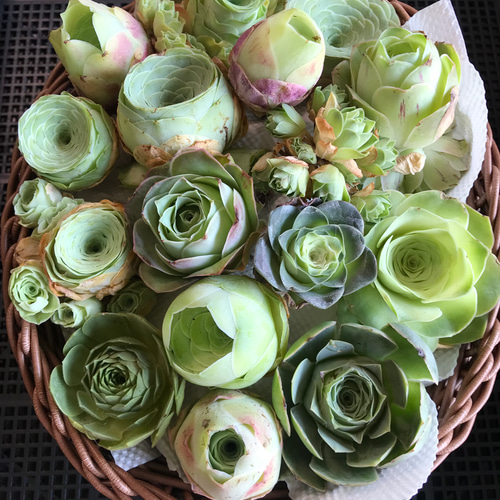 多肉植物 グリーノビア錦 新入荷 るる農園 | るる農園~多肉植物専門
