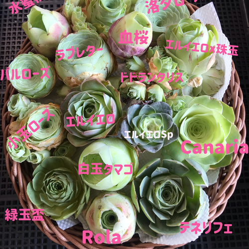 送料無料❣️多肉植物 グリーノビア コレクション 16点セット カット苗 ...