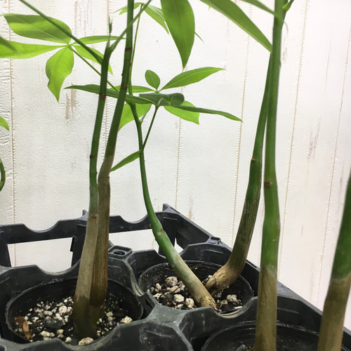 ☆数量限定☆ 実生♡ 株立ち ミニサイズ パキラ セメントポット