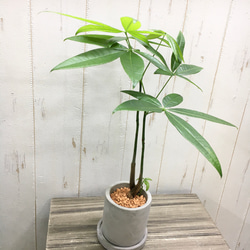 光触媒 人工観葉植物 ウォールグリーン フェイクグリーン